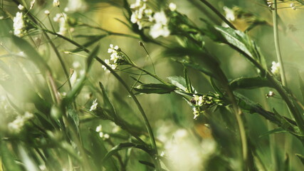 Fototapeta premium blurred grass swaying in the wind