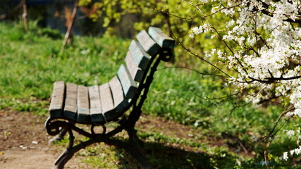 view of a blurred wooden bench next to a flowering tree