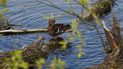 a duck preening its feathers