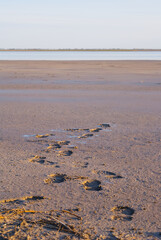 dirty lake coast with human footprints