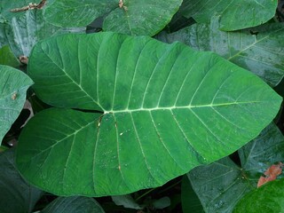 Big green color leaves of Blue taro or Purple taro plant