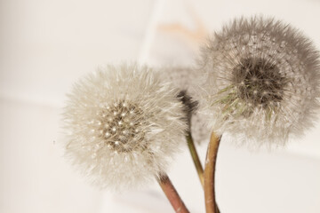  dandelion on a white background with shadows. Abstraction from natural materials. Background with dry plants