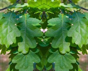 closeup green oak tree branch in a forest