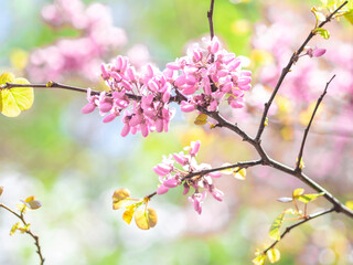 Springtime concept. Close up Spring blossom branch with pink sakura flowers on a tree