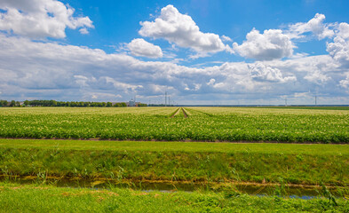 Fototapeta na wymiar Potatoes growing in a field below a blue cloudy sky in sunlight in summer