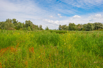 The edge of a lake in a green grassy natural park with wild flowers