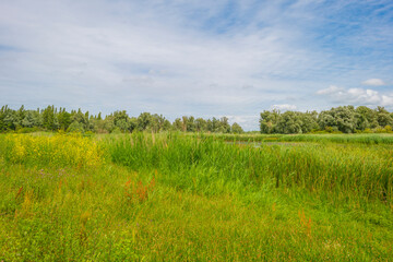 The edge of a lake in a green grassy natural park with wild flowers