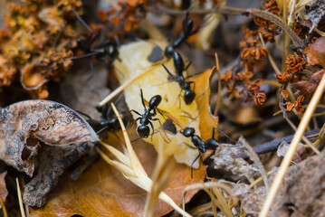 closeup anthill with huge ants