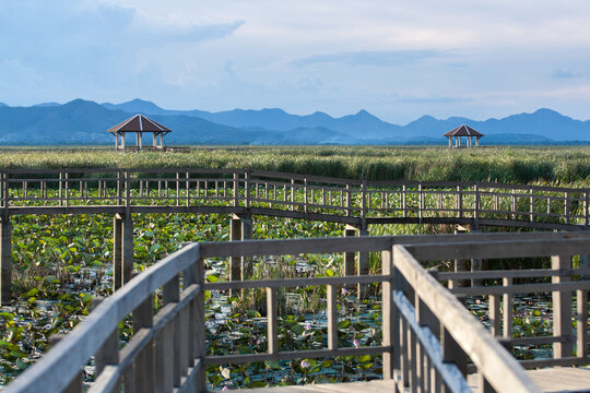 Bueng Bua Wood Boardwalk or Thung Sam Roi Yot National Park, Prachuap Khiri Khan Province, Thailand