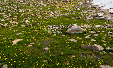 Obraz na płótnie Canvas green stony field with flowers, melting snow and water, mountain valley scene
