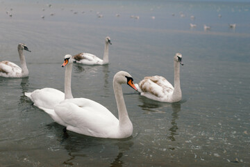 Płynące na morzu łabędzie - cygnusy