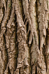 Old Wood, timber, wooden surface