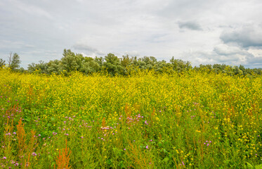 The edge of a lake in a green grassy natural park with wild flowers