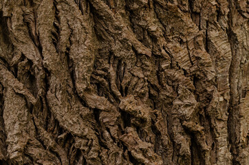 Old Wood, timber, wooden surface