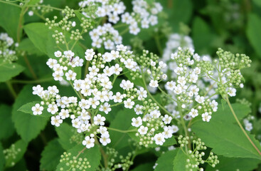 Japanese Spirea (Shirobana) blooming on a flowerbed in summer, macro photo.