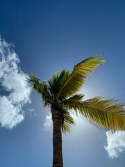 Palm at the beach, Blue Sky