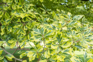 Fagus sylvatica 'Albovariegata' Weißbunte Buche