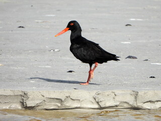 Black oyster catcher