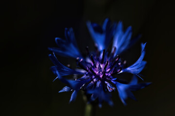 Eine einzelne Kornblume vor einem dunklen Hintergrund