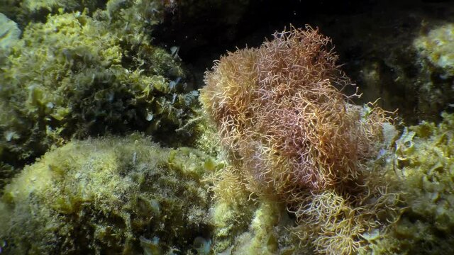 A bush of red algae (Liagora viscida) oscillates with a breaking wave.