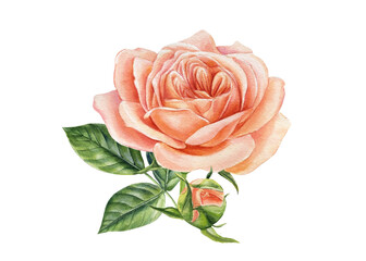 Botanical painting, pink rose isolated on white background. Watercolor illustration