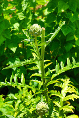 green artichoke plant with floer heads