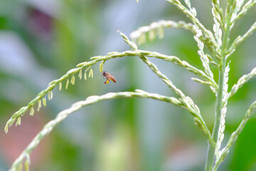 A bee is flying to collect corn pollen with the blurry background