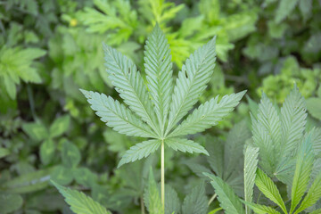 leaves of wild Manchurian marijuana.