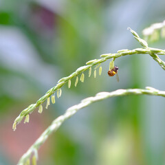 Fototapeta premium A bee is hanging to collect corn pollen with the blurry background