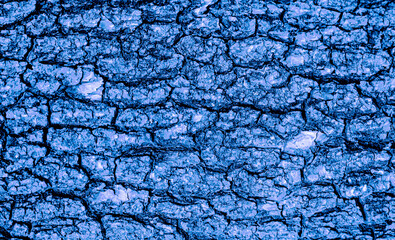 Tree bark closeup in dark bluetonality