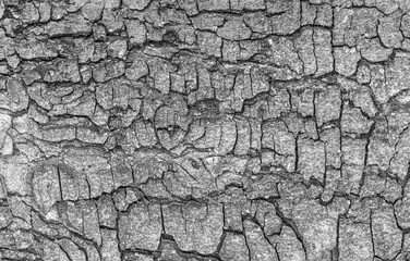 Bark of old big tree texture