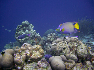 Naklejka na ściany i meble Queen Angel fish on a coral reef