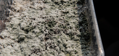 growth of psilocybin fungi, problems with mycelial disease