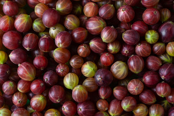 Berries of a red gooseberry. Gooseberry background.