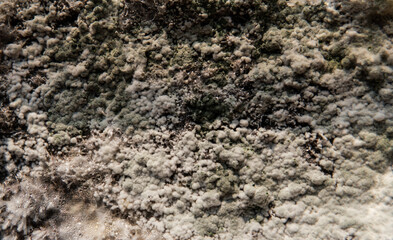 culture of mushroom cultivation in the world, the scientific benefits of mycelium and psilocybin mushrooms. Mycelial diseases