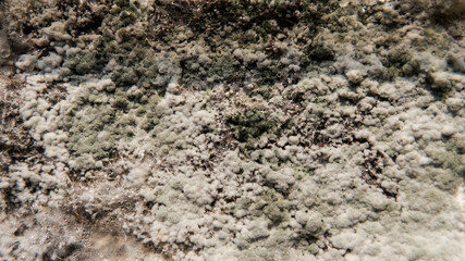 growth of psilocybin fungi, problems with mycelial disease