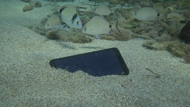 A lost smartphone on a sandy bottom surrounded by a flock of sea bream fish, underwater.