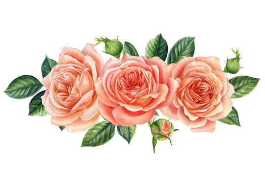  Bouquet of roses, rose flowers. Isolated on white. Watercolor illustration, botanical painting
