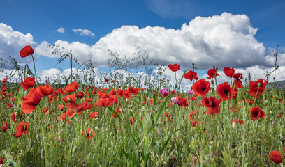 mohnblumen