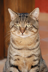 Getigerte Katze Portrait