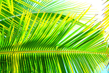 Coconut palm trees beautiful tropical background. Summer concept.