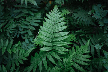 Fototapeta na wymiar Flat lay of natural green fern leaves in the forest with vintage filter
