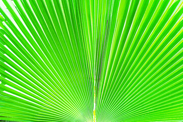 Fototapeta premium Abstract striped natural palm background. Nature tropical background.