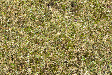 Forest ground texture. Green grass earth environment background. Tree forest plant litter pattern.