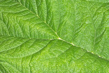 Burdock leaf texture. Green nature eco pattern. Leaf vein structure background. Wild growing plant cells. Foliage backdrop.