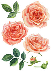 Set of pink roses. Watercolor botanical painting. Set of blooming flowers for your design. Watercolor illustration