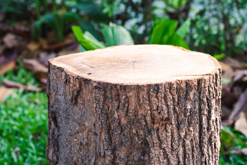 Tree stump in natural park