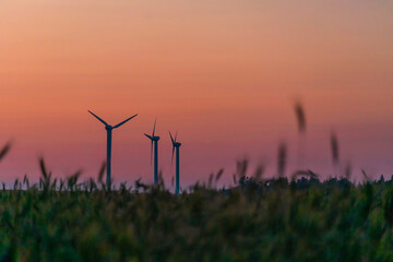 Wind turbines in a field of rye at sunset. Beautiful landscape with wind turbines
