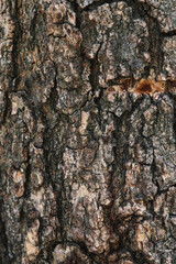 Fototapeta premium Vertical tree bark texture background