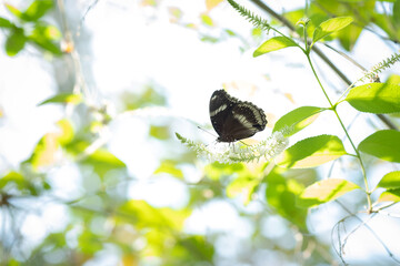 Beautiful black butterfly with white flowers in the garden